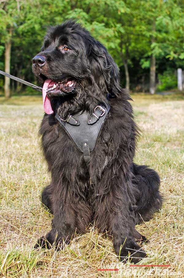 Leather Newfoundland harness with wide padded chest plate