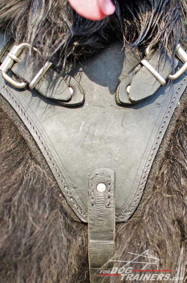 Soft padded leather Newfoundland harness for training and walking