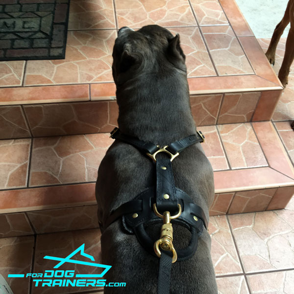 Softly Padded Leather Harness for Axel Training