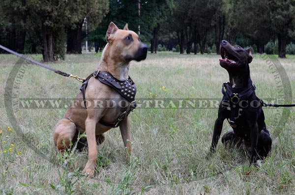 Extra wide chest plate for leather Pitbull harness