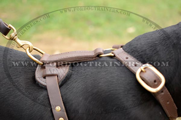 Stitched and soft padded back plate for leather Pitbull harness