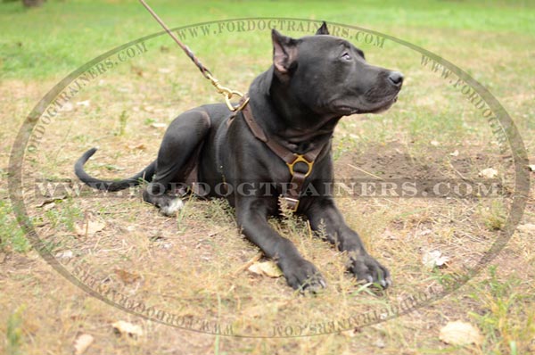 Leather Pitbull harness without chest plate for tracking