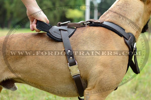 Training leather Pitbull harness with comfortable handle on the top