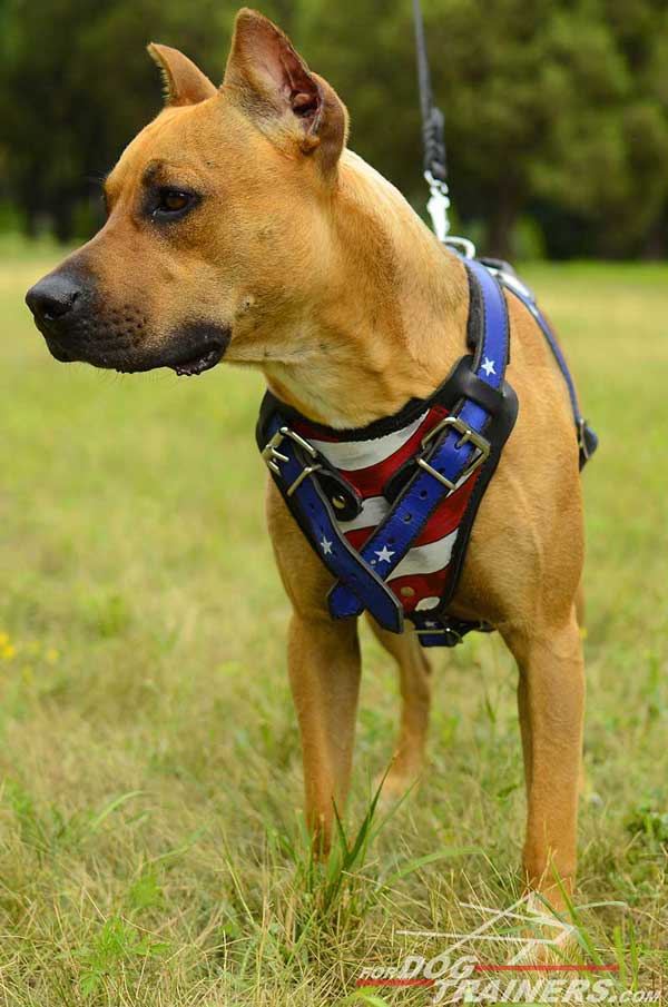 Handpainted American Pride leather Pitbull harness