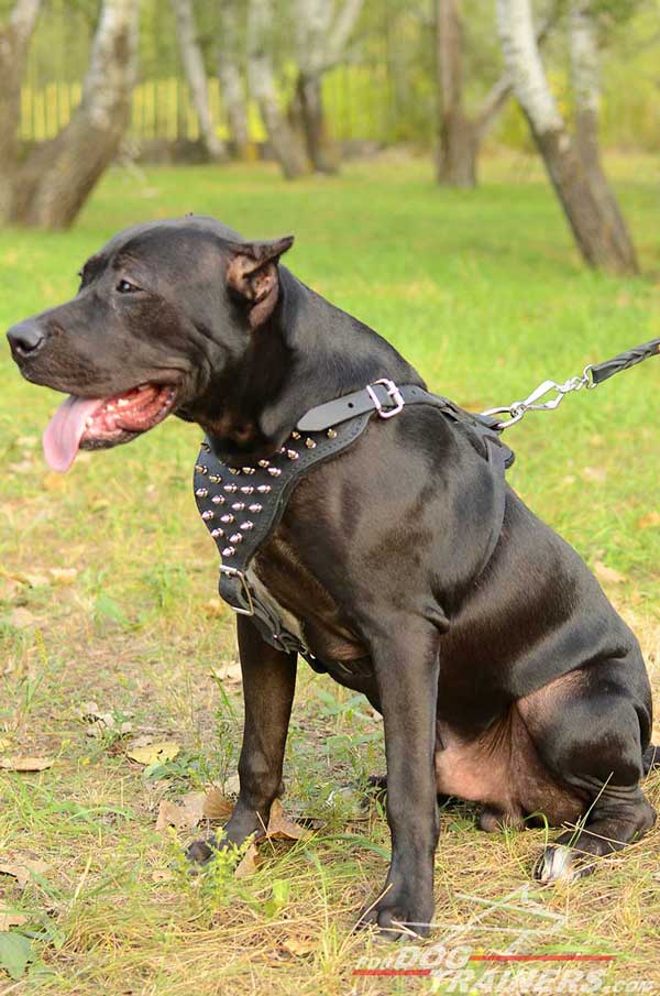Spiked leather Pitbull harness with corrosion resistant fittings