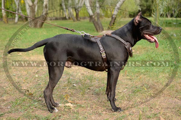 Stitched and riveted leather Pitbull harness