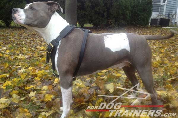 Walking Pitbull harness with soft leather straps