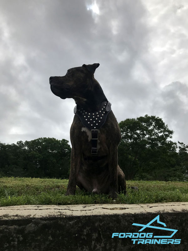 Studded Pitbull Harness of Soft and Strong Leather