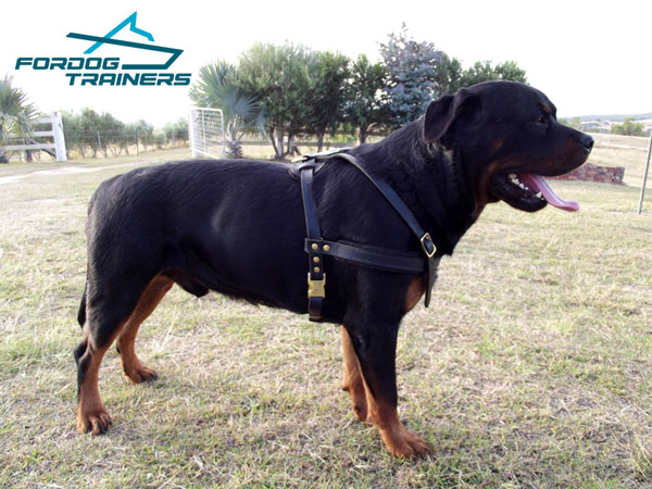 Durable leather Rottweiler harness for Heimy