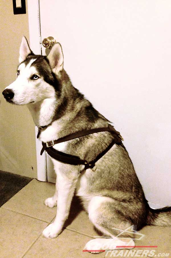 Strong Leather Siberian Husky Harness