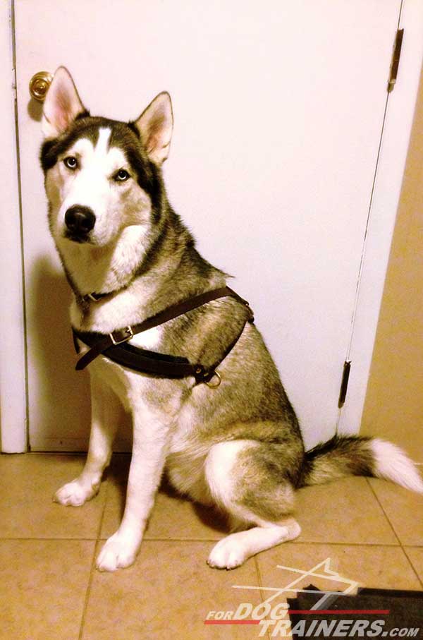 Multipurpose Leather Siberian Husky Harness