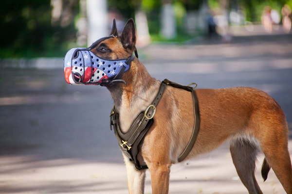 Agitation Tracking Leather Belgian Malinois Harness