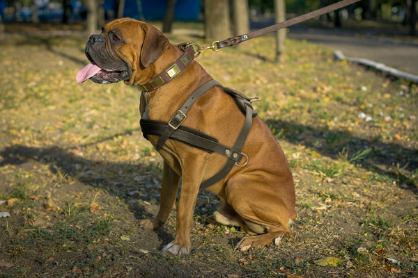 Pulling Boxer Harness Made of Leather