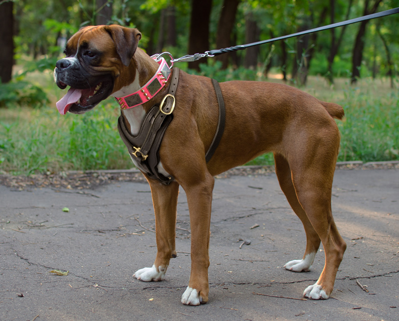 Boxer Exclusive Handcrafted Leather Dog Harness Boxer Inu H10 1073 Leather dog harness Y shaped 124.99