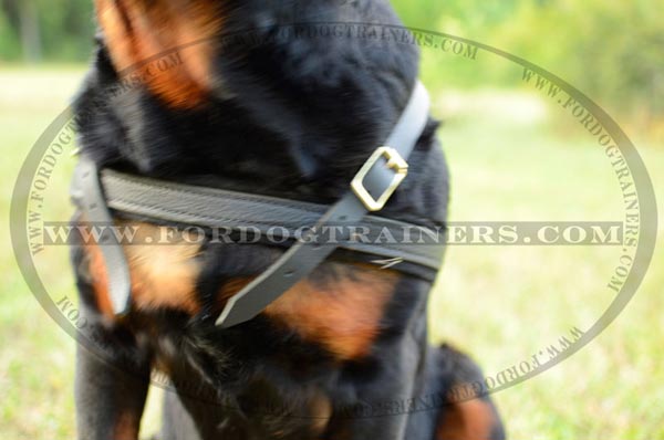 Quality dog harness with non-rubbing straps