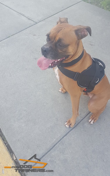 Any Weather Harness Designed Specially for Boxer