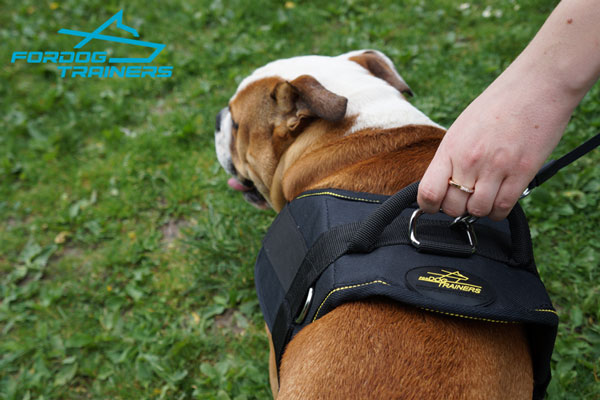 Any Weather Dog Harness for English Bulldog Walking