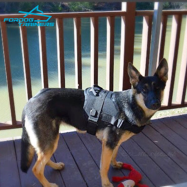 Any Weather German Shepherd Harness for Best Control