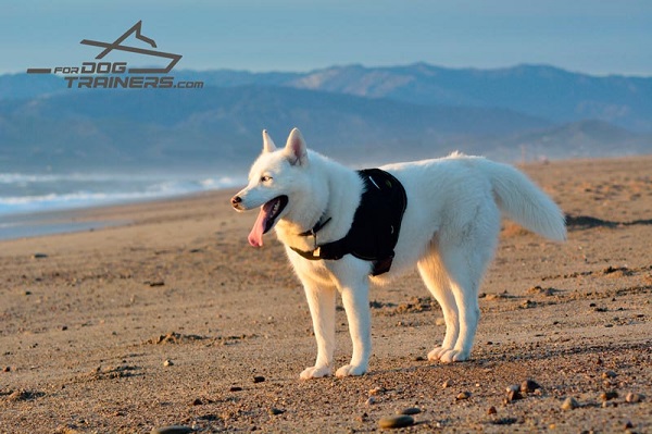 Any Weather Dog Harness for Husky Walking