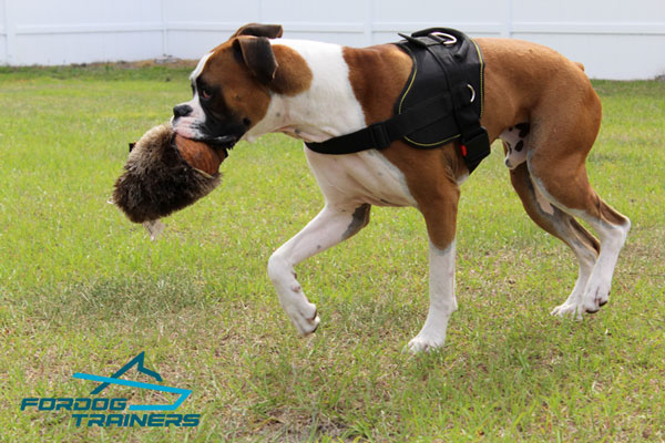 Any Weather Training Dog Harness for Boxers