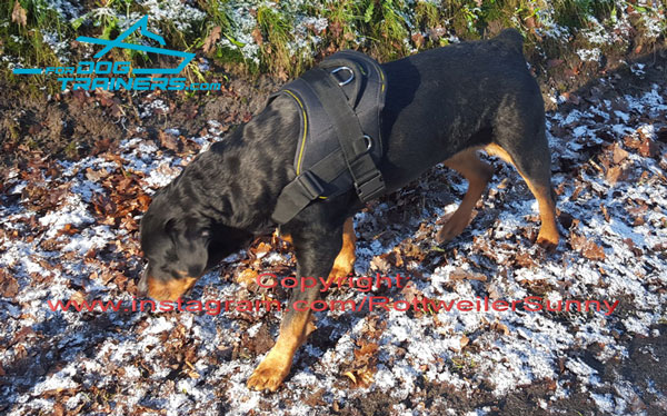 Any Weather Training Dog Harness for Daily Rottweiler Training