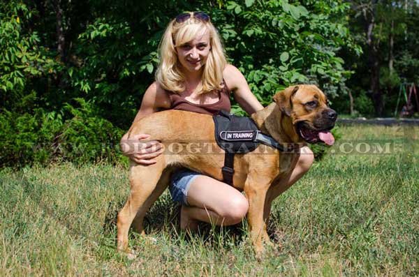 Lightweight harness with patches for cane Corso