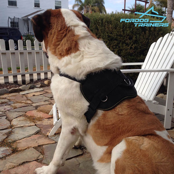 Perfect Fit Nylon Saint Bernard Harness with Comfy Handle