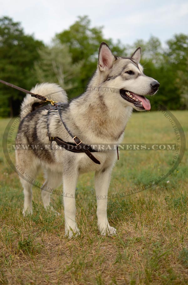 Pulling Leather Malamute Harness