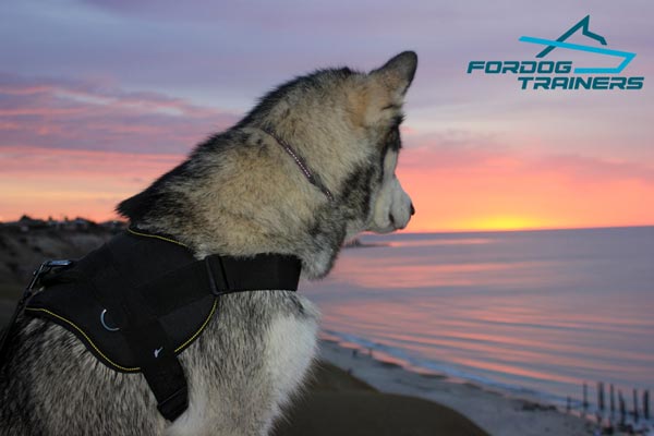 Walking and Training Extra Durable Nylon Dog Harness for Malamute