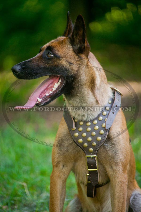 Handcrafted leather walking harness for Malinois