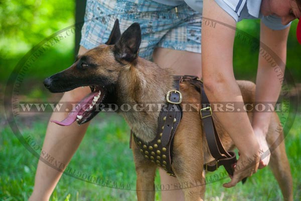Super soft leather harness for Malinois
