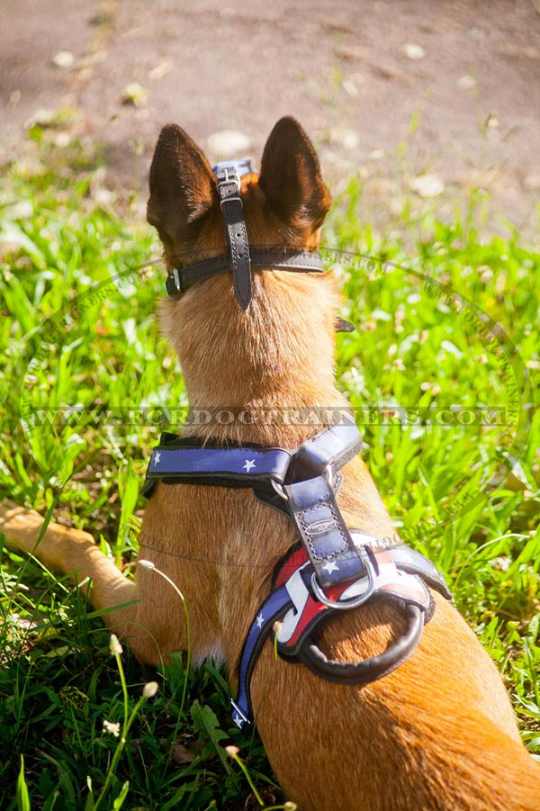 Malinois leather harness for Malinois with easy to grab handle