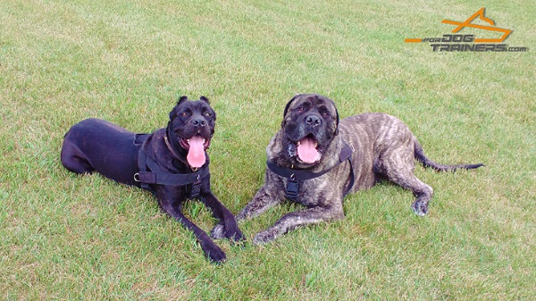 No-pull Nylon Dog Harness for Strong Breeds as Mastiff