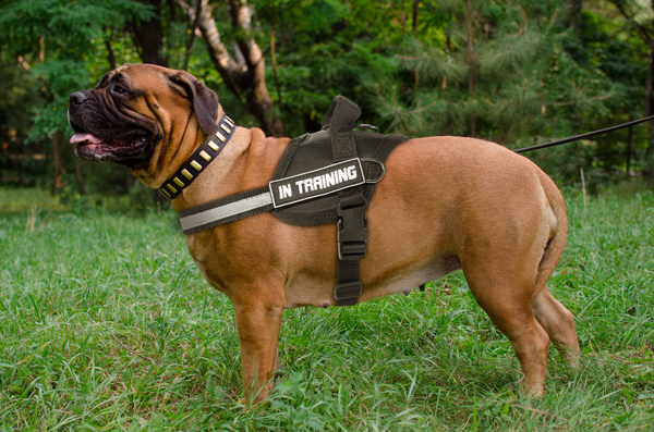 Everyday Walking Bullmastiff Harness