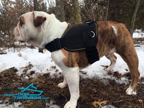 Any Weather English Bulldog Harness for Better Control