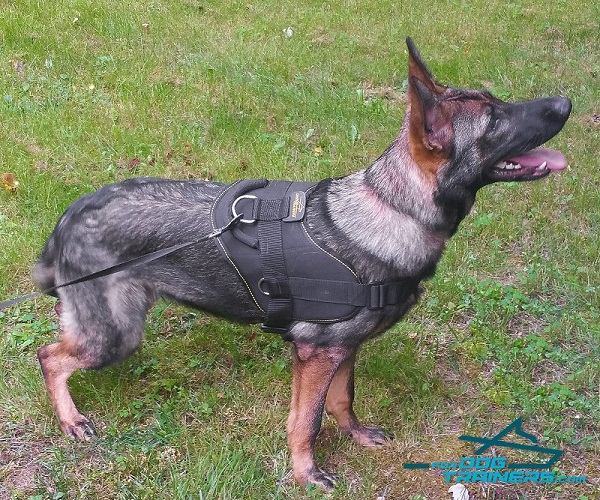 Any Weather German Shepherd Easy Dog Harness for Better Control