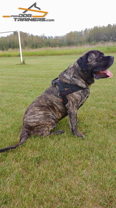 Multitasking Nylon Harness Suits Perfectly Mastiff