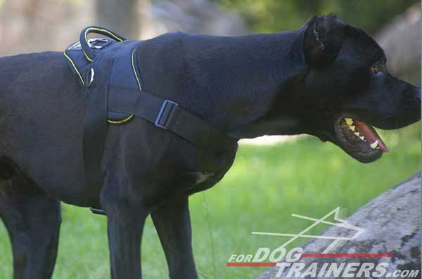 Cane Corso Nylon harness for daily activities