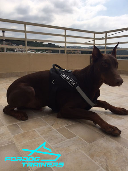 Reflective Nylon Canine Harness for Better Control While Training