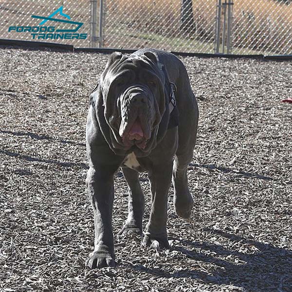 Any Weather Neapolitan Mastiff Harness for Pulling