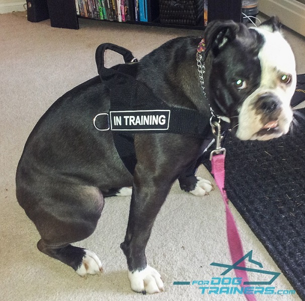 Lightweight Nylon English Bulldog Harness for Pulling Activity