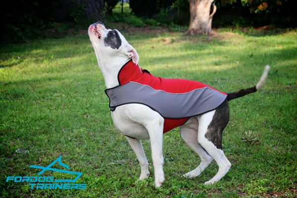 Nylon American Bulldog Harness for Rehabilitation