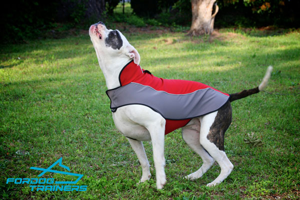 Nylon American Bulldog Harness for Rehabilitation