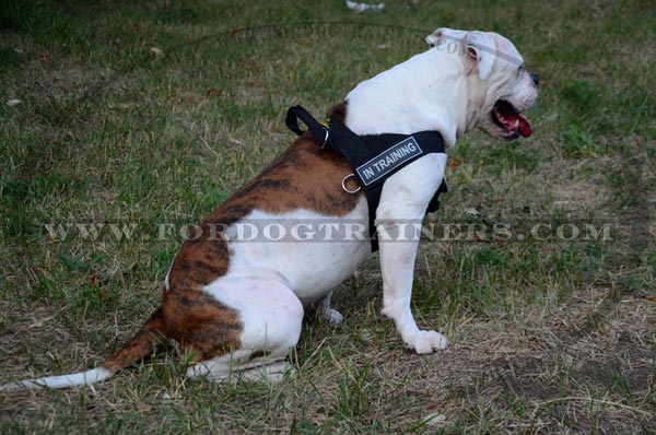 American Bulldog nylon harness easy adjustable