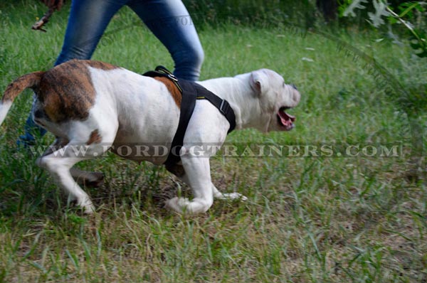 Training American Bulldog Harness