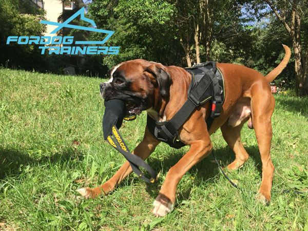 Easy to Control Working Dog Harness for Daily Training