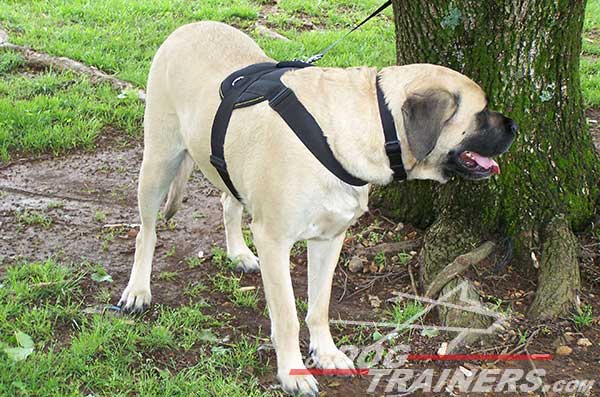 Lightweight Nylon Dog Harness for Bullmastiff