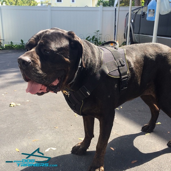 Cane Corso Nylon Harness With Cushion-Like Chest Plate
