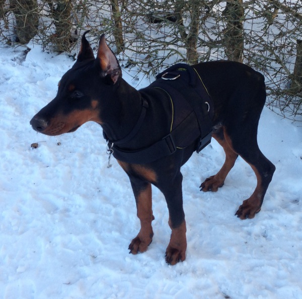 Nylon Doberman Harness with buckles