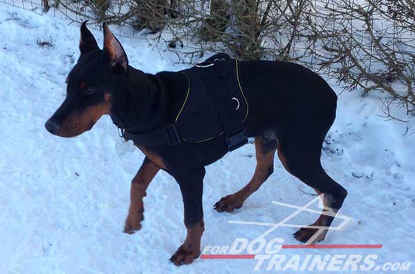 Pulling Nylon Doberman Harness with handle for Doberman breed